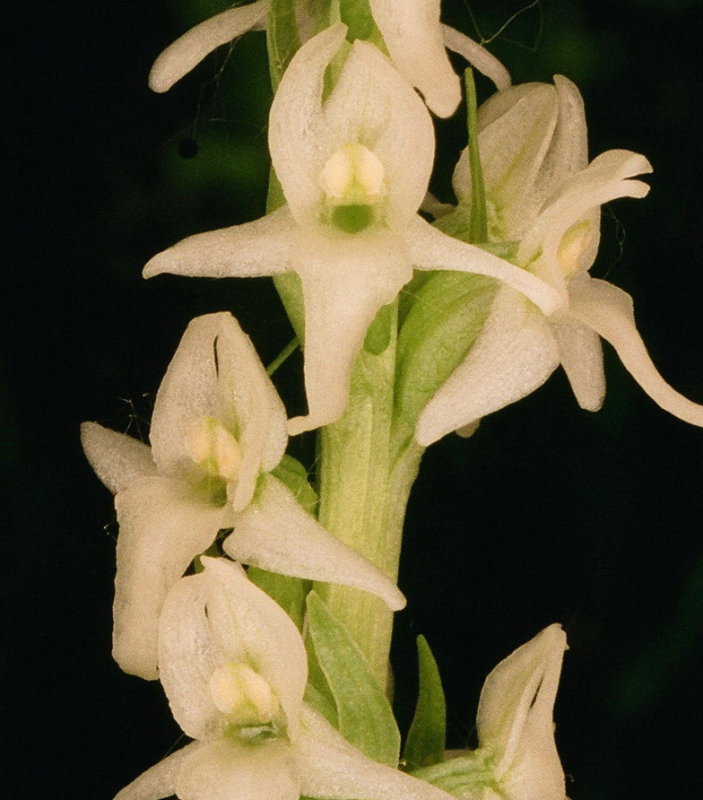 Platanthera dilatata var. dilatata (Bog Candle) Bear River Range Utah 7/11/2014