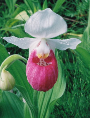 Cypripedium reginae (Showy Lady's-slipper) Windsor Co. VT June 17th, 2013 