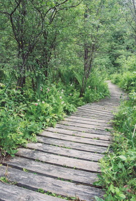 The well built boardwalk at the preserve makes photographing the orchids much easier; I didn't even get muddy!