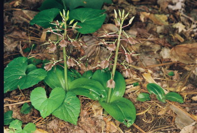  Liparis liliifolia (Lilly-leaved Twayblade) w. flash. There is a nice population. Lancaster Co. VA May 26th, 2013