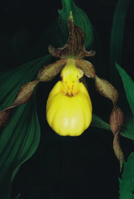 Cypripedium parviflorum var. parviflorum Small Southern Yellow Ladys-slipper Shenandoah Natl Park May 25th, 2013