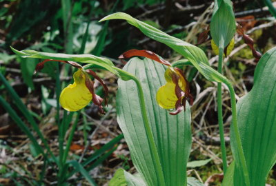 Cypripedium parviflorum var. makasin (Small Northern Yellow Ladys-slipper) Sussex Co. NJ May 9th, 2013