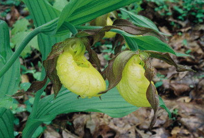 Cypripedium parviflorum var. pubescens (Large Yellow Lady's-slipper) Sussex Co. NJ May 9th, 2013 