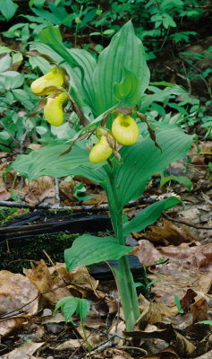 Cypripedium parviflorum var. pubescens (Large Yellow Lady's-slipper) Sussex Co. NJ May 9th, 2013 