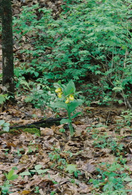 Cypripedium parviflorum var. pubescens (Large Yellow Ladys-slipper) forest habitat. Sussex Co. NJ May 9th, 2013 