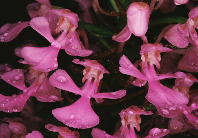  Platanthera peramoena (Purple Fringeless Orchid) PA July 22, 2013
