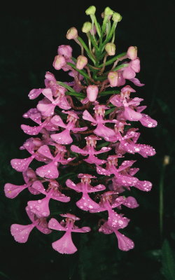  Platanthera peramoena (Purple Fringeless Orchid) PA July 22, 2013