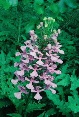  Platanthera peramoena (Purple Fringeless Orchid) natural light.  PA July 22, 2013  