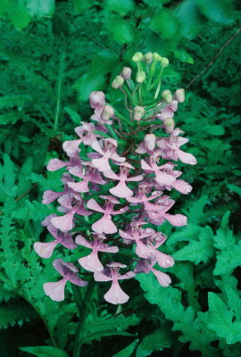 Platanthera peramoena (Purple Fringeless Orchid) natural light. PA July 22, 2013