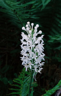 Platanthera blephariglottis (White Fringed Orchid)  PA July 22, 2013