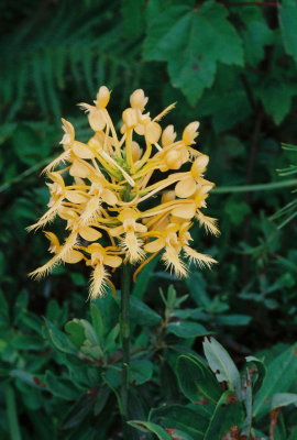 Platanthera ciliaris (Yellow Fringed Orchid) PA July 22, 2013 