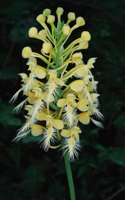  Platanthera x bicolor (Bicolor Hybrid Fringed Orchid) PA July 22, 2013  