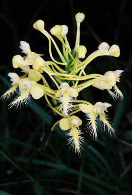  Platanthera x bicolor (Bicolor Hybrid Fringed Orchid) PA July 22, 2013