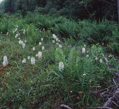 Platanthera blephariglottis (White Fringed Orchid)  PA July 22, 2013