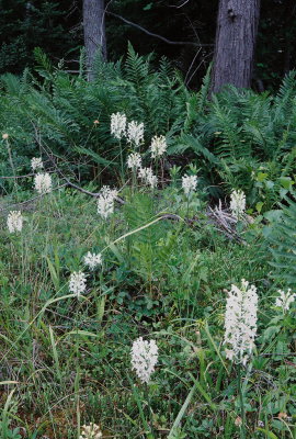 Platanthera blephariglottis (White Fringed Orchid) PA July 22, 2013