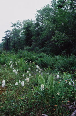 Platanthera blephariglottis (White Fringed Orchid)  PA July 22, 2013