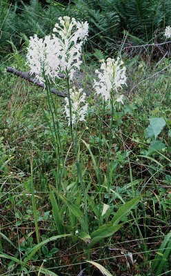 Platanthera blephariglottis (White Fringed Orchid)  PA July 22, 2013