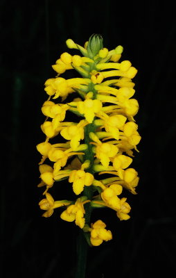  Platanthera integra (Yellow Fringeless Orchid) NJ Aug 14, 2013 
