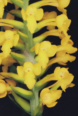  Platanthera integra (Yellow Fringeless Orchid) close-up. NJ Aug 14, 2013 