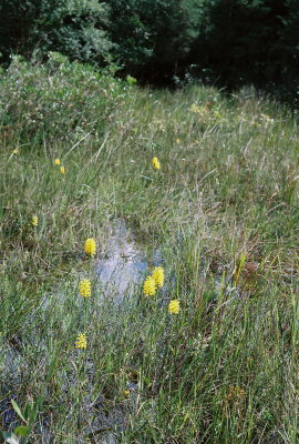  Platanthera integra (Yellow Fringeless Orchid) Flooded habitat. NJ Aug 14, 2013