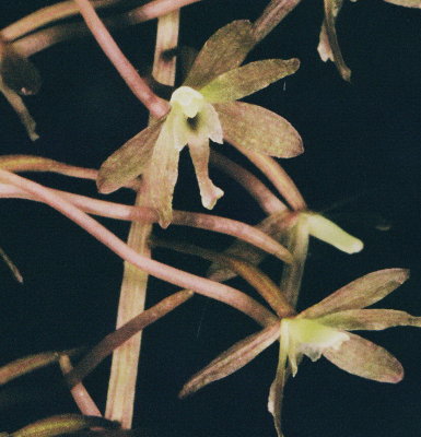  (Crane-Fly Orchid) close-up of flower. NJ Aug 14, 2013