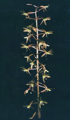 Tipularia discolor (Crane-Fly Orchid) NJ Aug 14, 2013