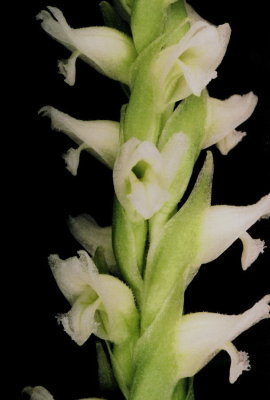  Fen near Cedarville, MI Spiranthes romanzoffiana (hooded ladies'-tresses) 7/21/10.