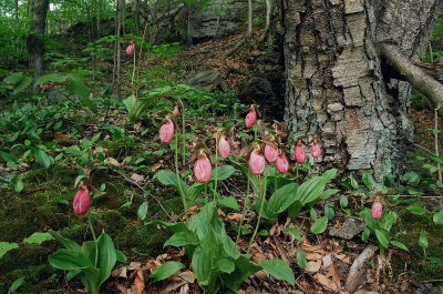 Cypripedium acaule Archbald Pothole State Park PA May 24 2014