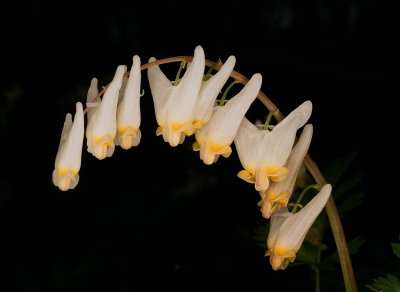Dicentra cucularia Inwood Hill Park NYC April 28 2014