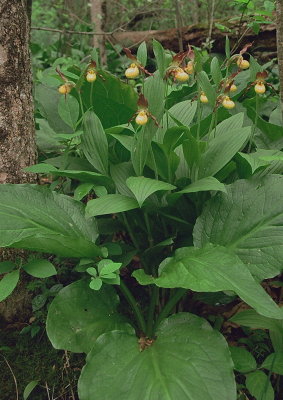 Cypripedium parviflorum var. makasin New Jersey May 24 2014