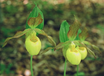 Cypripedium parviflorum var. pubescens Vermont June 9 2014