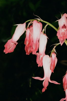 Dicentra exima GSMNP Tennessee April 19 2014