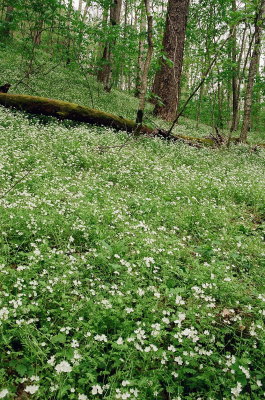 Phacelia fimbriata GSMNP Tenn. April 18 2014