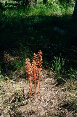 Corallorhiza maculata var. occidentalis (Western Spotted Coralroot) Grand Teton Nat'l Park 7/8/2014