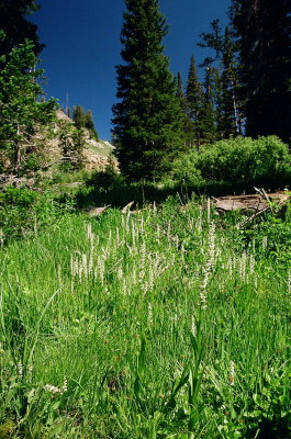  A nearby fen with orchids! Platanthera dilatata var. dilatata (Bog Candle) Bear River Range Utah 7/11/2014