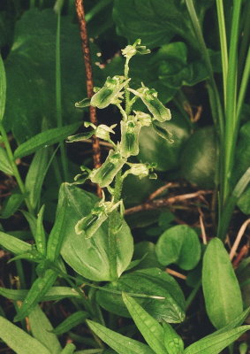 Listera borealis (Northern Twayblade) Very rare - only station in the area. Bear River Range Utah 7/11/2014