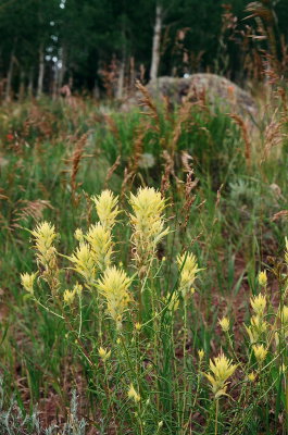 Castellija linariifolia (Wyoming Paintbrush) rare yellow-flowered form. 7/16/2014 Aquarius Plateau Utah 