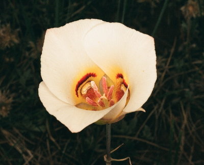 Calochortus nuttallii (Sego Lily) State flower of Utah. 7/16/2014 Aquarius Plateau Utah 
