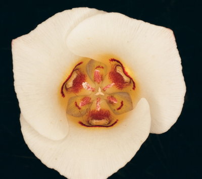 Calochortus nuttallii (Sego Lily) State flower of Utah. 7/16/2014 Aquarius Plateau Utah 