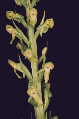 Platanthera tescamnis (Intermountain Rein-Orchis) 7/16/2014 Aquarius Plateau Utah