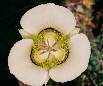 Calochortus gunnisonii (Gunnison's Mariposa Lily) Green-colored flower. Manti-La Sal Range Utah 7/18/2014