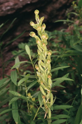 Platanthera zothecina (Alcove Bog Orchid) Moab Utah 7/19/2014 