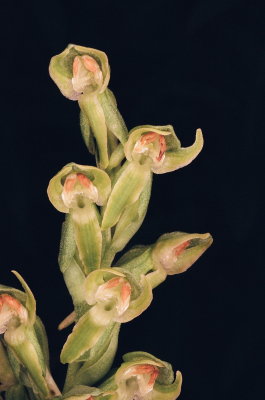 Platanthera zothecina (Alcove Bog Orchid) Moab Utah 7/19/2014