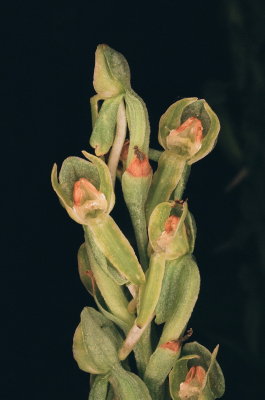 Platanthera zothecina (Alcove Bog Orchid) Moab Utah 7/19/2014