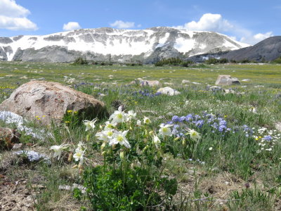 Aquilegia caerulea (Colorado Columbine) Snowy Range, Wyo 6/29/2015 