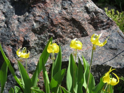 Glacier Lily (Erythronium grandiflorum) Snowy Range, Wyo 6/29/2015