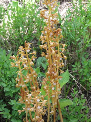 Corallorhiza maculata var. occidentalis forma aurea (Golden Western Spotted Coralroot) Uinta Range, Utah 6/30/2015