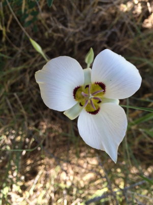 Calachortus nutallii (Sego Lily) Logan Canyon, Utah.  7/1/2015