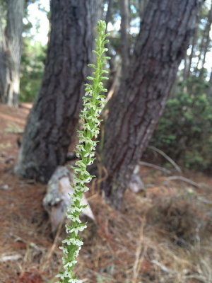 Platanthera yadonii (Yadon's Rein Orchid) near Monterey Calif 7/7/2015