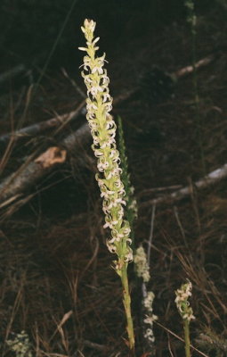 Platanthera yadonii (Yadon's Rein Orchid) near Monterey Calif 7/7/2015